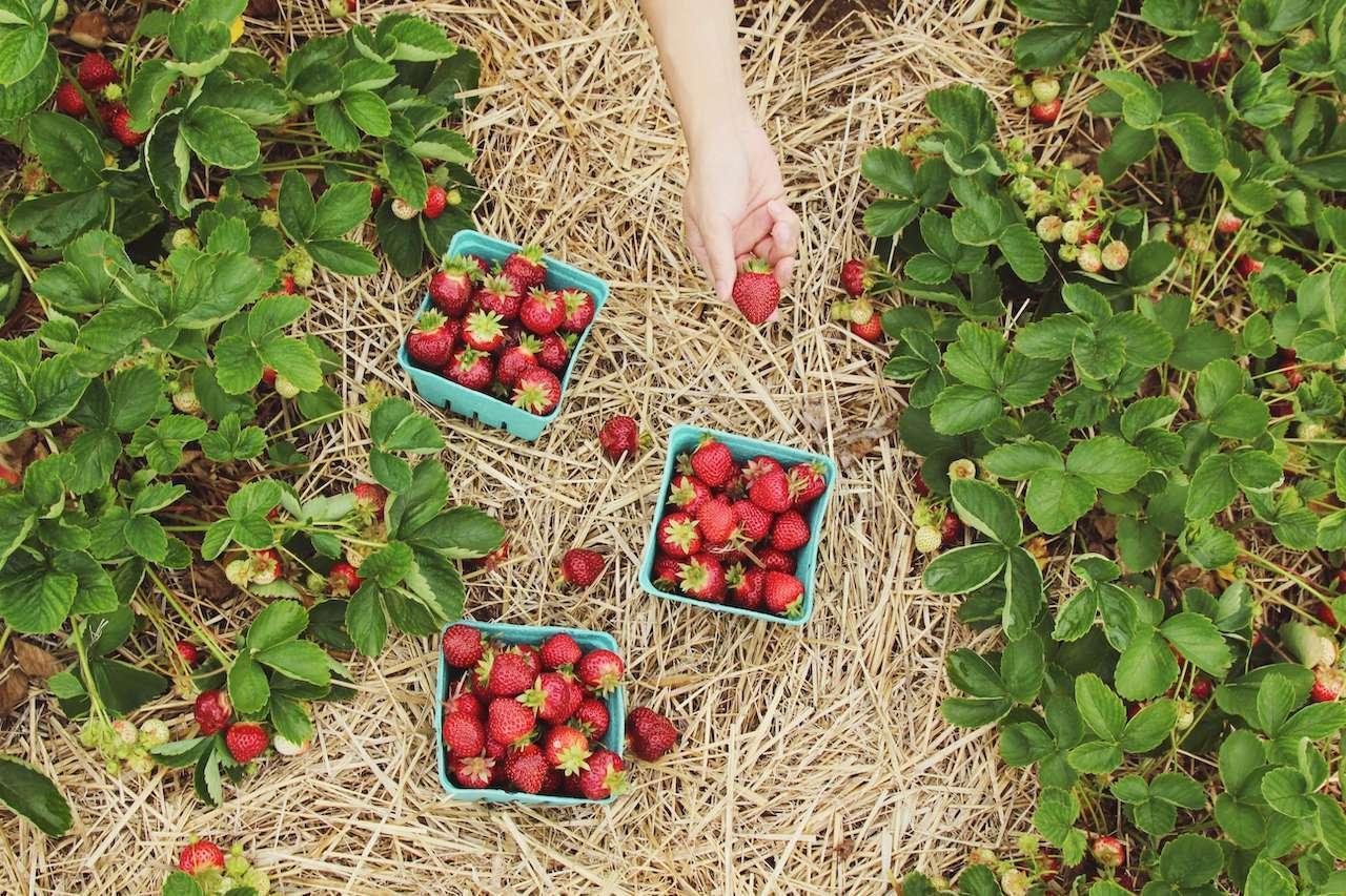 Le Jardin de L'Avenir à Sainte Gemmes sur Loire : Une Activité Incontournable à Proximité d'Angers